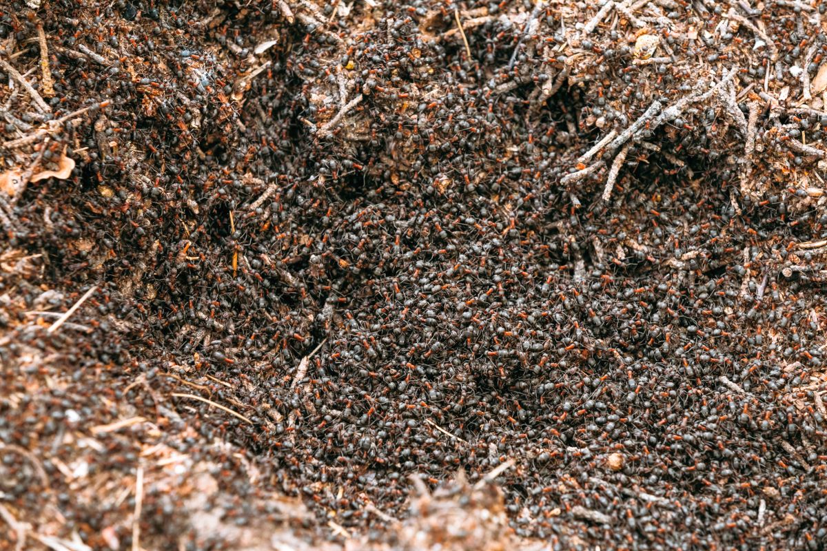 Enorme nid de fourmis