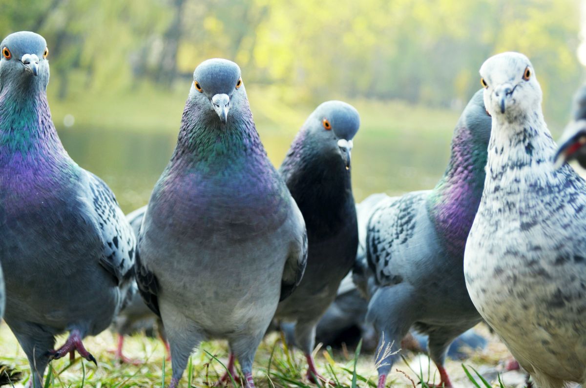 Pigeons dans l'herbe