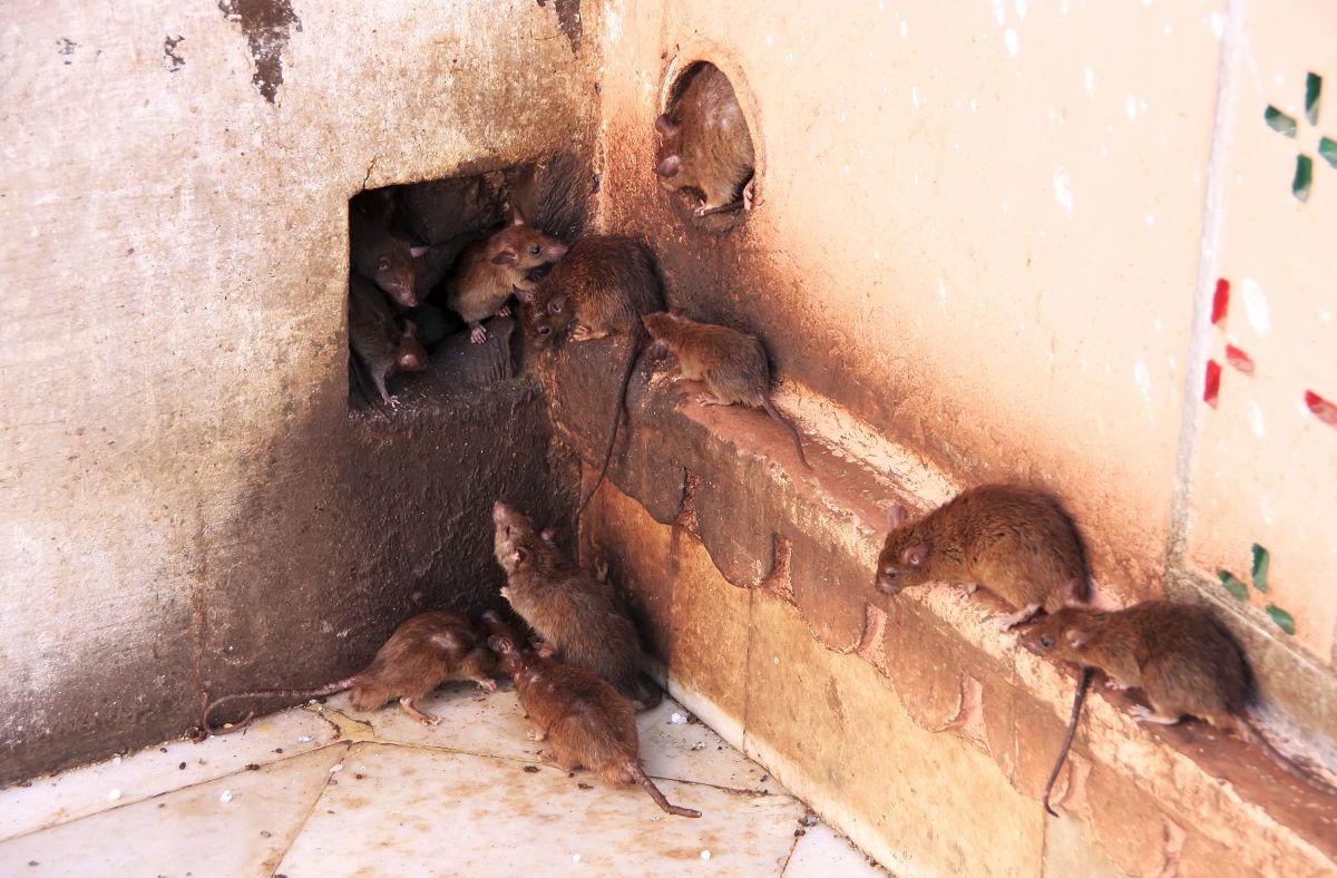 Invasion de rats